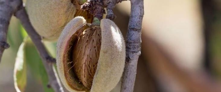 Andalucía ya cuenta con la primera lonja de almendro