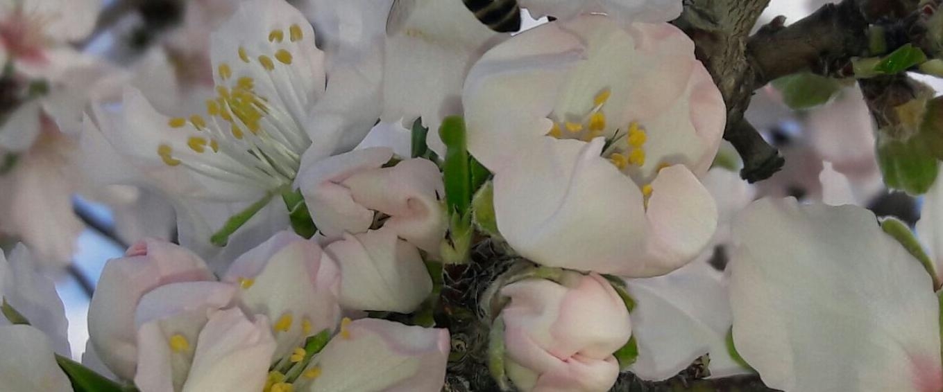 Floraison