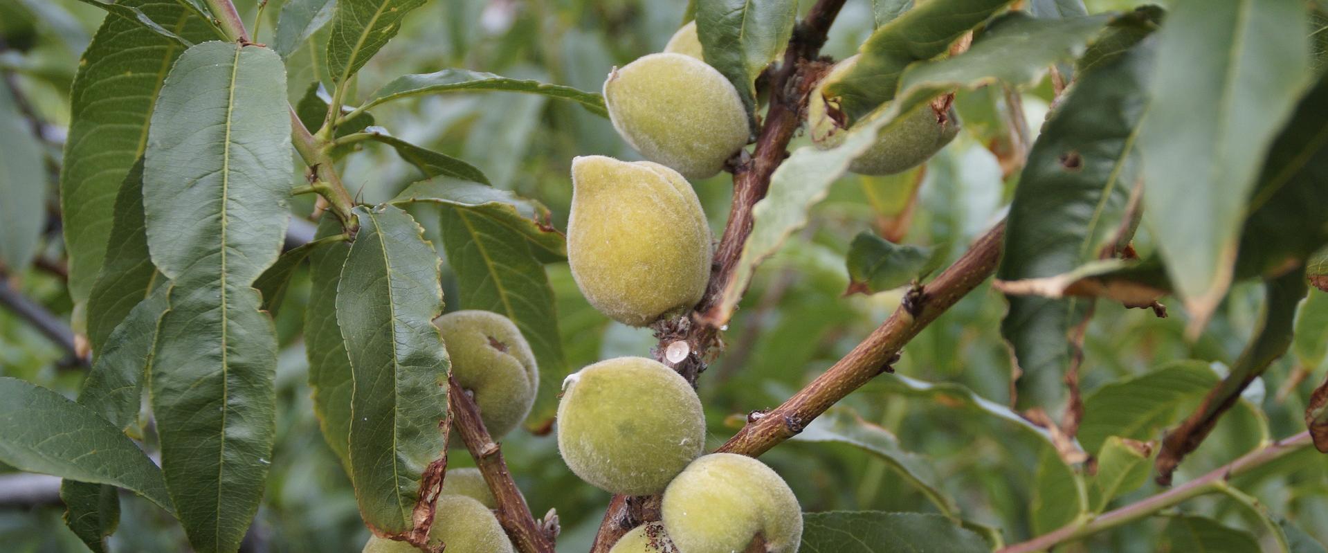 El almendro apuesta por una nueva generación de variedades
