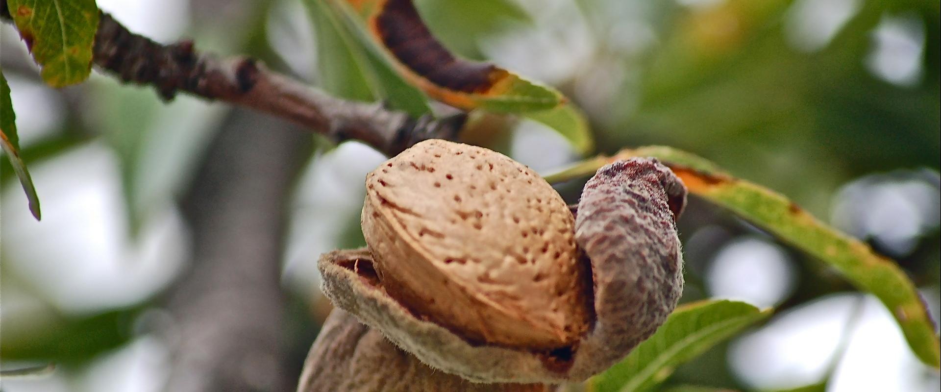 El almendro apuesta por una nueva generación de variedades