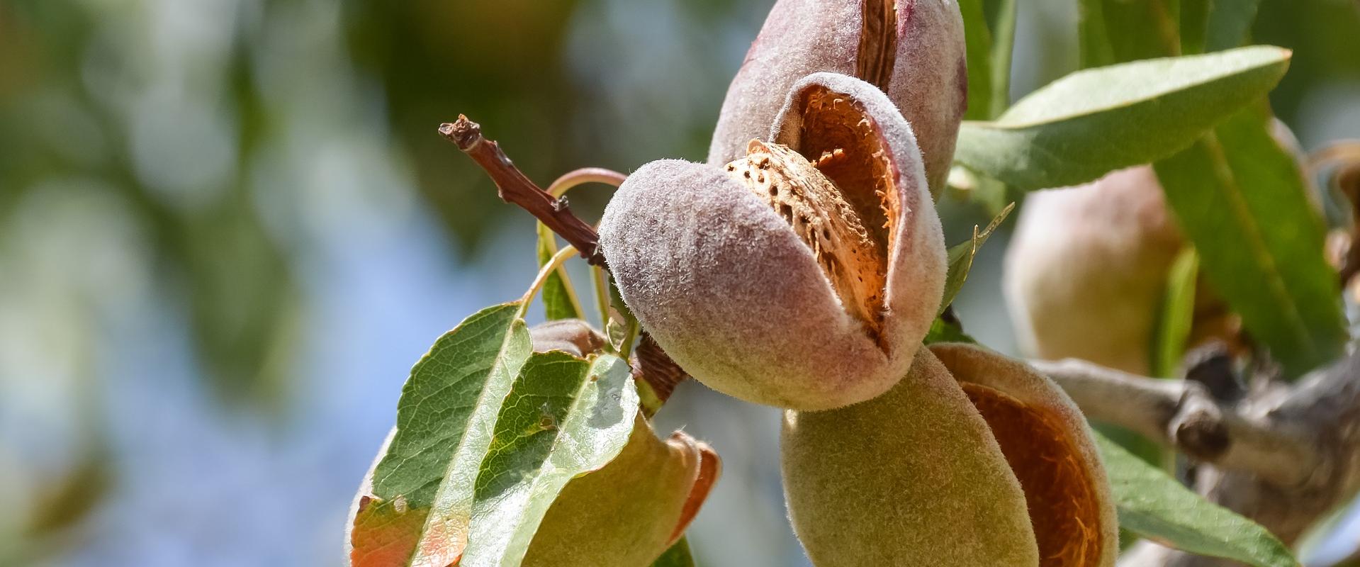 Almendra