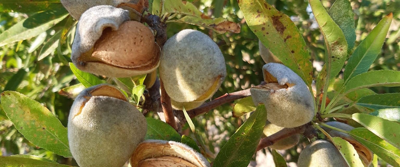 El almendro apuesta por una nueva generación de variedades