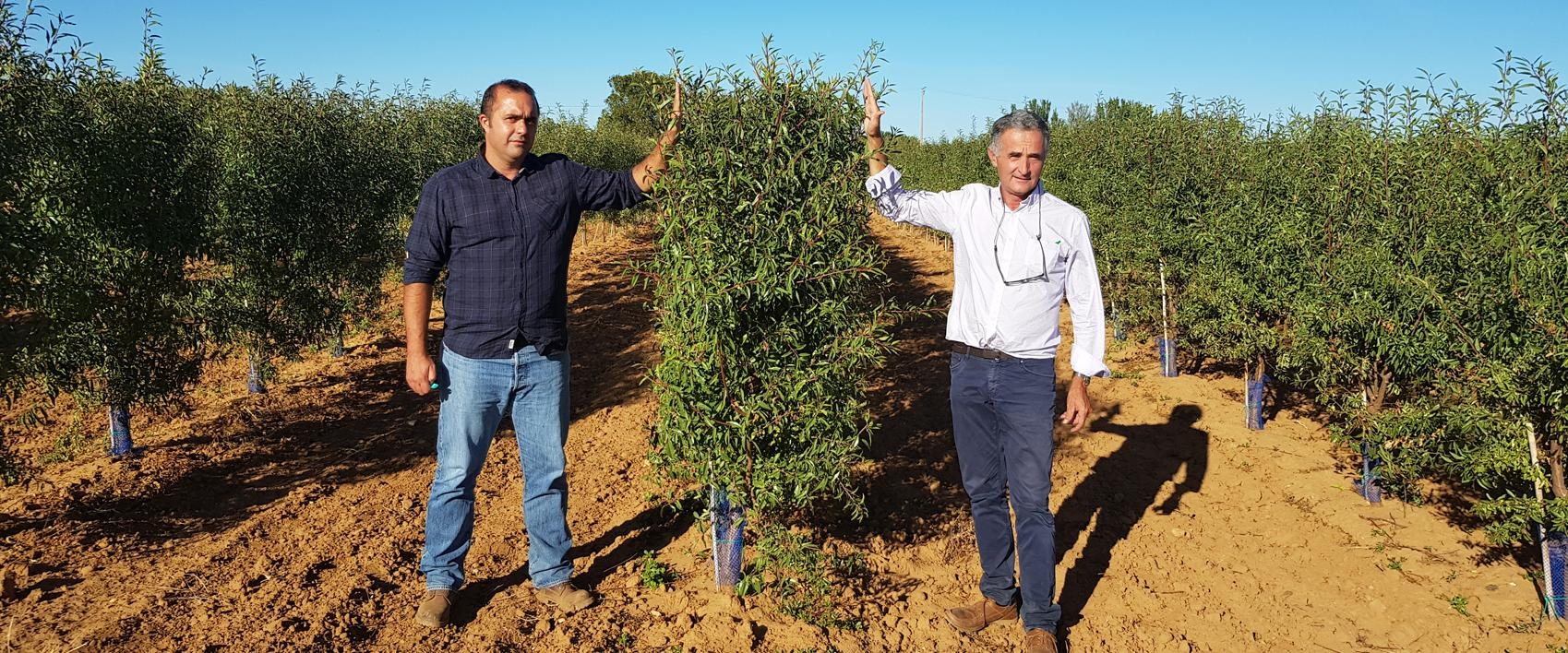 El almendro autoenraizado