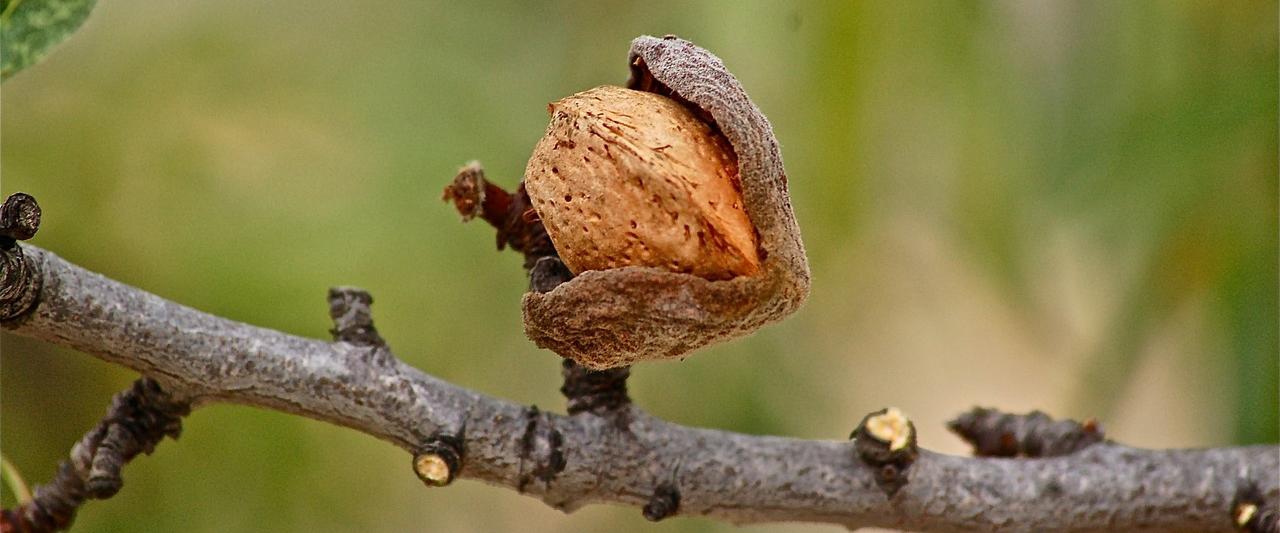 El almendro cultivo objeto para grandes compañías e inversores
