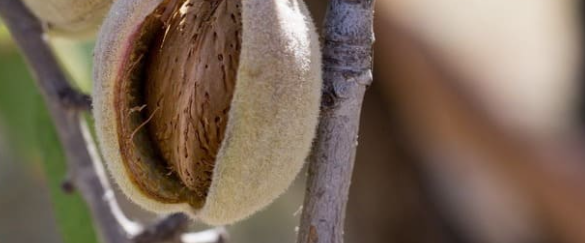 El almendro en regadío gana terreno en Andalucía