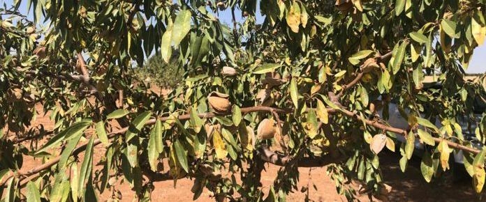 El desplome de precios de la almendra amenaza el cultivo tradicional