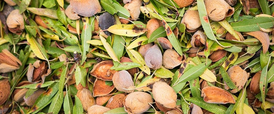 Gran cosecha de almendra en Castilla-La Mancha 02 Septiembre 2020