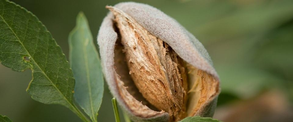 Las almendras se pagan casi un 45% más baratas que hace un año