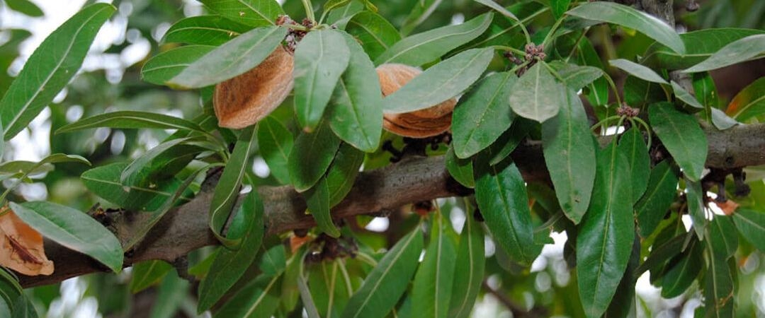 Piden investigar a las lonjas: La almendra premium española cotiza un 33% por debajo que la almendra low-cost de California
