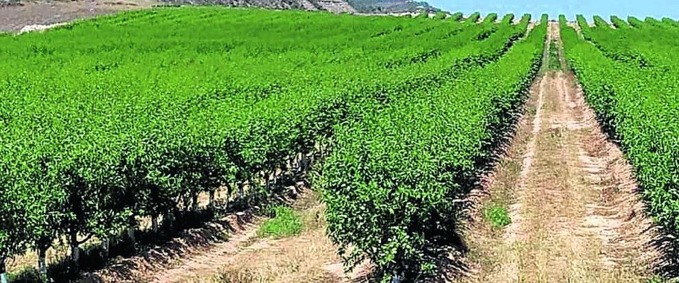 Setos que producen almendras