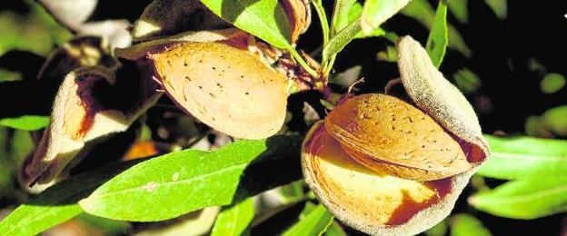 Tecnología para acabar con la almendra amarga